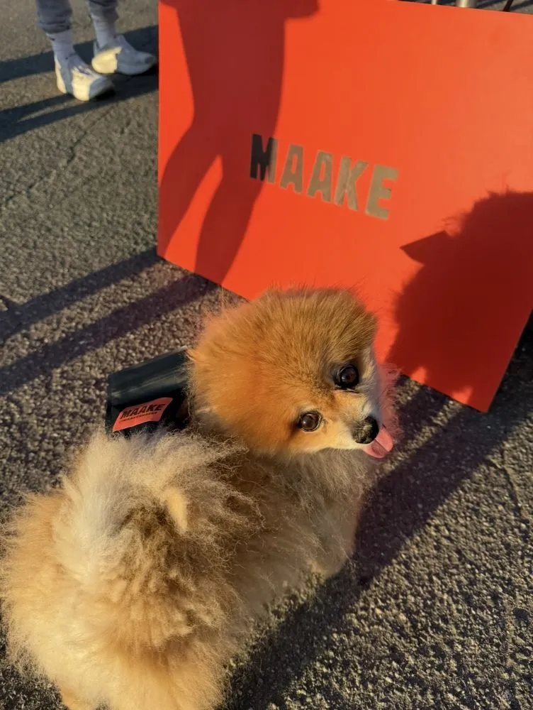 A fluffy Pomeranian carrying a Maake cracker pouch on its back